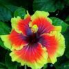 Austrelian Hibiscus Plant For Gardening