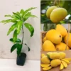 Grafted Mango Chaunsa fruit trees 3-4ft