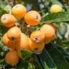 Hybrid Loquat Fruit Plant Grafted - Image 2