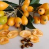 Hybrid Loquat Fruit Plant Grafted