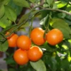 Mandarin Orange Fruit Plant-Grafted - Image 2