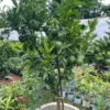 Mandarin Orange Fruit Plant-Grafted