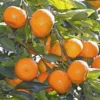 Mandarin Orange Fruit Plant-Grafted - Image 4
