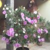 Multi-Grafted Bougainvallea Plant(4-6 colour) - Image 4